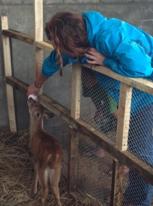 Courtney feeding a baby deer. WHAT?!?!
